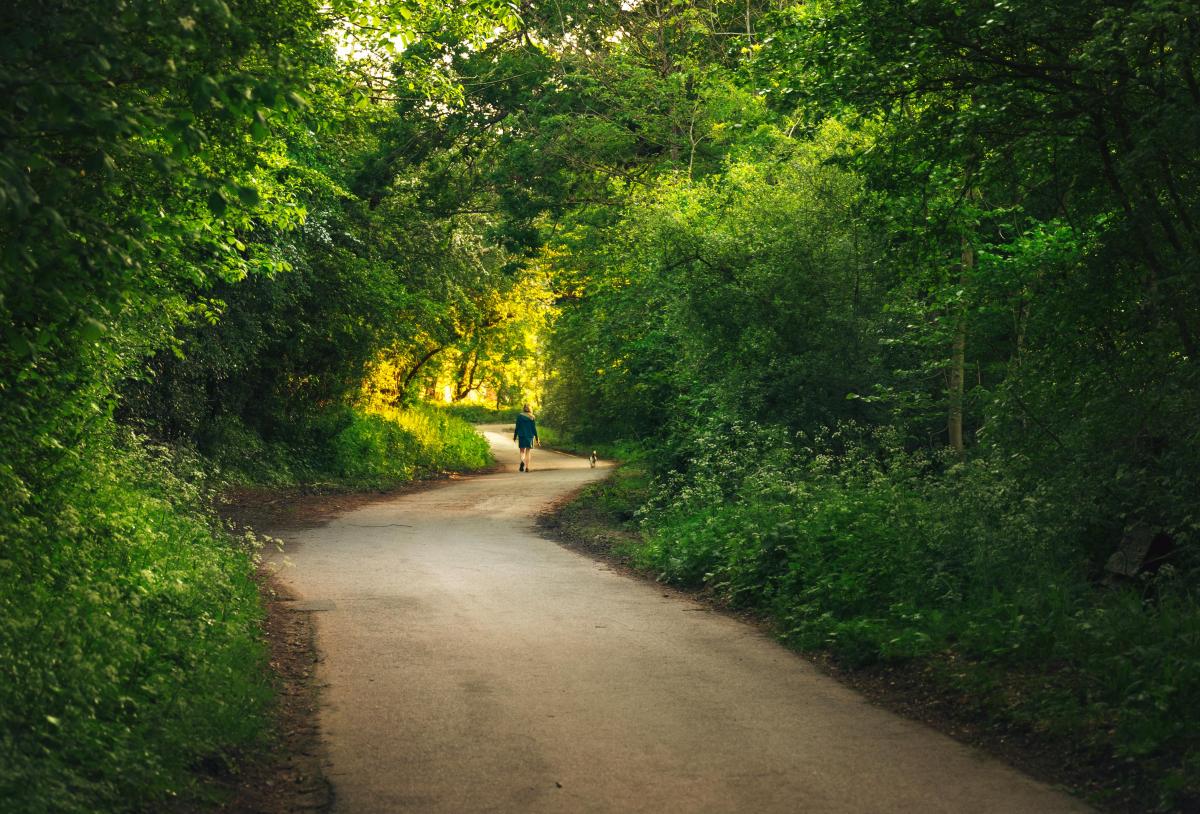 A person walks down a quiet, winding path surrounded by lush green trees, basking in the warm evening light.