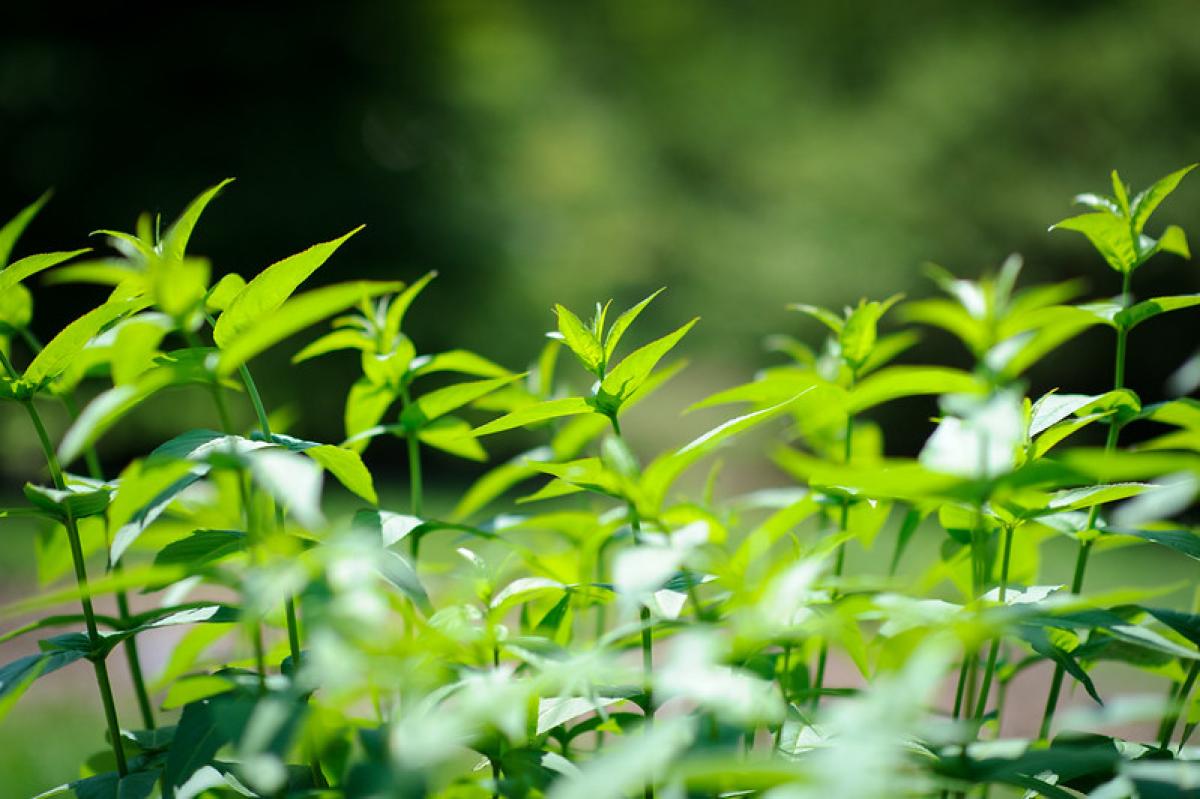 Green leaves.