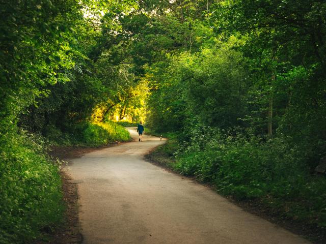 A person walks down a quiet, winding path surrounded by lush green trees, basking in the warm evening light.