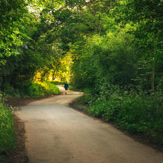 A person walks down a quiet, winding path surrounded by lush green trees, basking in the warm evening light.