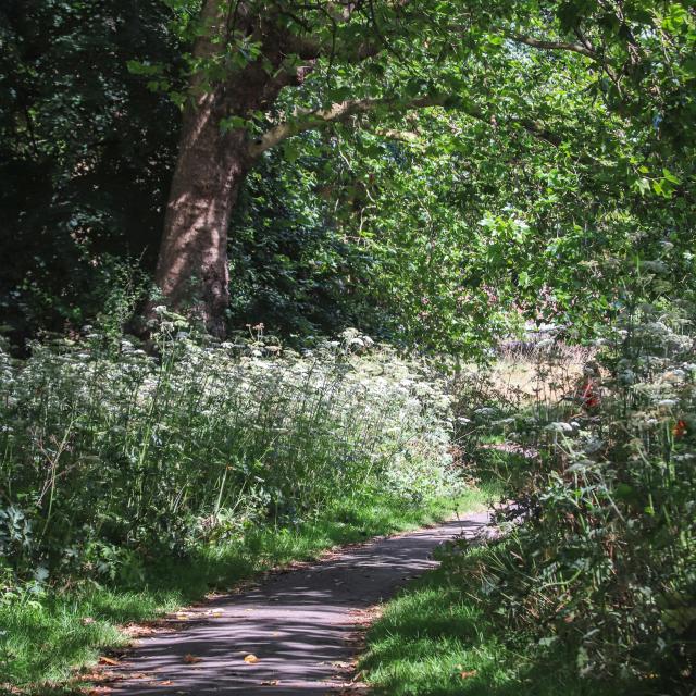 A narrow, shaded path surrounded by lush greenery and tall trees in a peaceful outdoor setting.